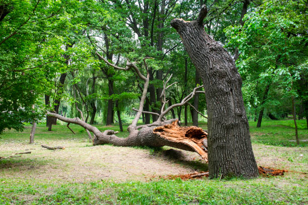 Best Tree and Shrub Care  in Fontana, CA
