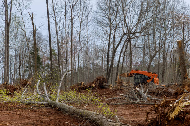 Best Hazardous Tree Removal  in Fontana, CA