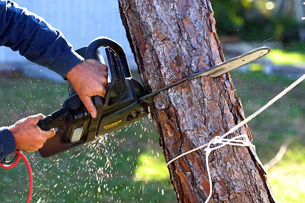 Best Lawn Irrigation Installation and Maintenance  in Fontana, CA