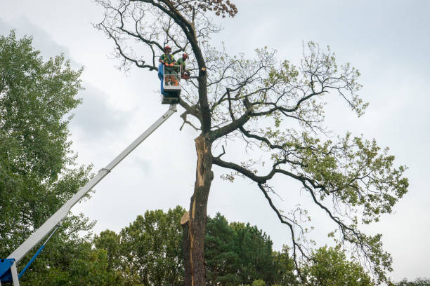 Best Seasonal Cleanup (Spring/Fall)  in Fontana, CA