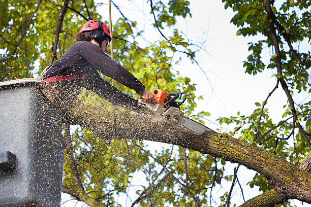 Best Arborist Consultation Services  in Fontana, CA