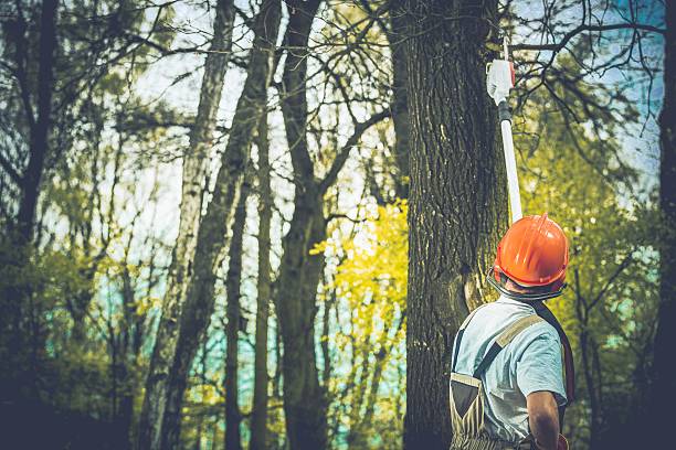 Best Tree Preservation Services  in Fontana, CA